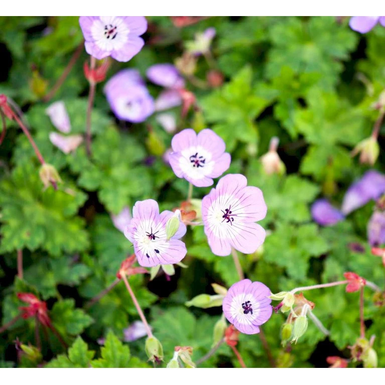 Storkenæb 'Sylvia's Surprise' Geranium Hybrid 'Sylvia's Surprise' (r) 1 liter potte Storkenæb 'Sylvia's Surprise' Geranium Hybrid 'Sylvia's Surprise' (r) 1 Liter Potte -Plantetorvet Butik mi11700 geranium sylvia s surprise r 92b8