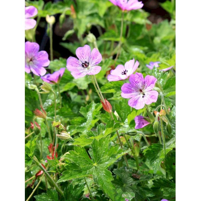 Storkenæb 'Sylvia's Surprise' Geranium Hybrid 'Sylvia's Surprise' (r) 1 liter potte Storkenæb 'Sylvia's Surprise' Geranium Hybrid 'Sylvia's Surprise' (r) 1 Liter Potte -Plantetorvet Butik mi11700 geranium sylvia s surprise r cd34