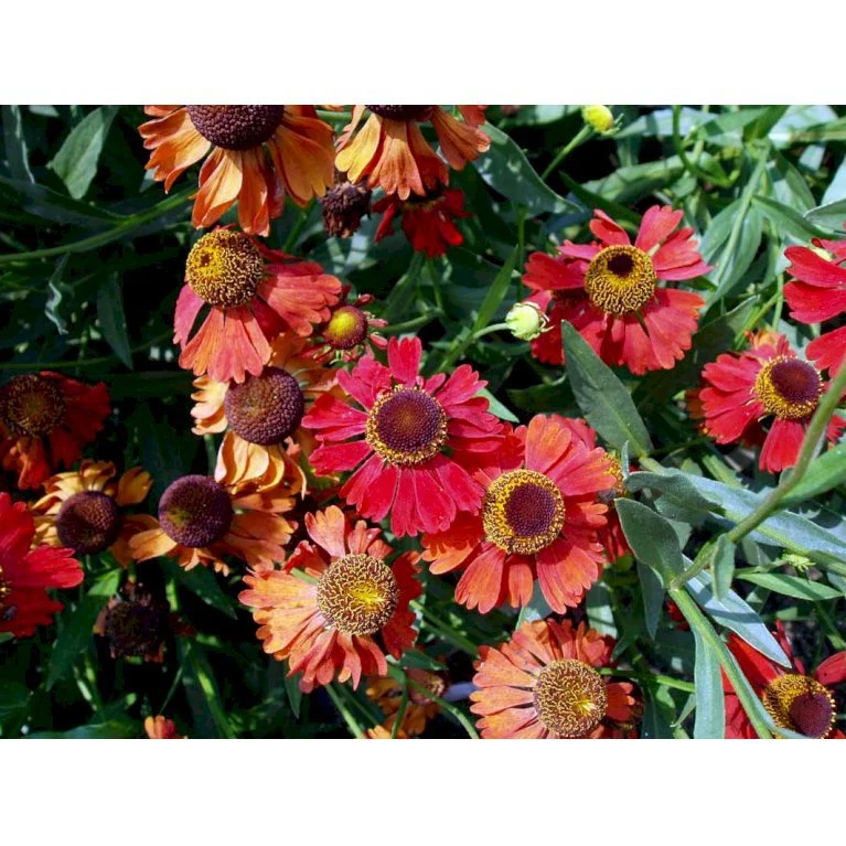 Solbrud 'Moerheim Beauty' Helenium Hybrid 'Moerheim Beauty' 1 liter potte Solbrud 'Moerheim Beauty' Helenium Hybrid 'Moerheim Beauty' 1 Liter Potte -Plantetorvet Butik mi11759 helenium moerheim beauty 26a4