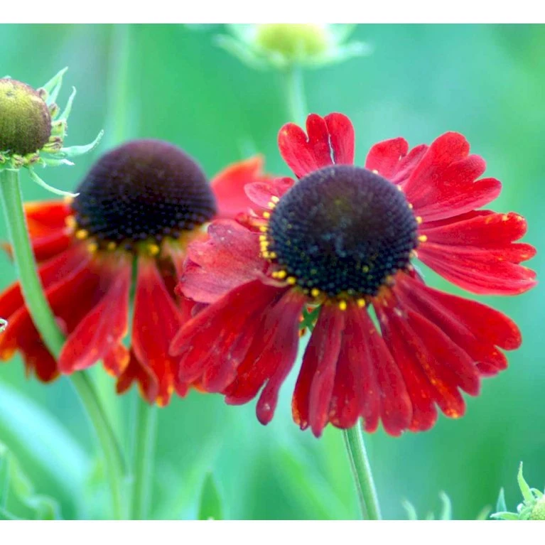 Solbrud 'Moerheim Beauty' Helenium Hybrid 'Moerheim Beauty' 1 liter potte Solbrud 'Moerheim Beauty' Helenium Hybrid 'Moerheim Beauty' 1 Liter Potte -Plantetorvet Butik mi11759 helenium moerheim beauty b73a
