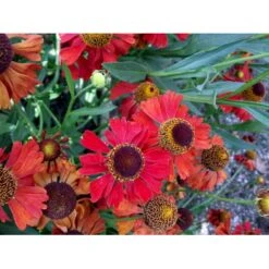 Solbrud 'Moerheim Beauty' Helenium Hybrid 'Moerheim Beauty' 1 Liter Potte 6 Solbrud 'Moerheim Beauty' Helenium Hybrid 'Moerheim Beauty' 1 Liter Potte -Plantetorvet Butik mi11759 helenium moerheim beauty bcc9