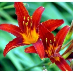 Daglilje 'Sammy Russel' Hemerocallis 'Sammy Russel' 1 Liter Potte