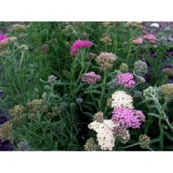 Røllike 'Summer Pastels' Achillea Millefolium 'Summer Pastels' 1 Liter Potte -Plantetorvet Butik mi118 achillea summer pastels 5a26
