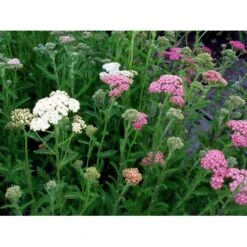 Røllike 'Summer Pastels' Achillea Millefolium 'Summer Pastels' 1 Liter Potte -Plantetorvet Butik mi118 achillea summer pastels 7de6