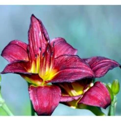 Daglilje Hemerocallis 'Pardon Me' Potte 2 Liter.
