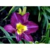 Daglilje 'Silent Sentry' Hemerocallis 'Silent Sentry' Potte 2 Liter. 1 Daglilje 'Silent Sentry' Hemerocallis 'Silent Sentry' Potte 2 Liter. -Plantetorvet Butik mi11997 hemerocallis silent sentry 449e