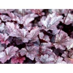 Alunrod 'Palace Purple' Heuchera Micrantha 'Palace Purple' 10 Cm. Potte 4 Alunrod 'Palace Purple' Heuchera Micrantha 'Palace Purple' 10 Cm. Potte -Plantetorvet Butik mi1199 heuchera micrantha palace purple abc5