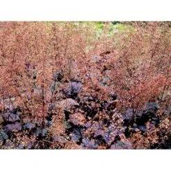 Alunrod 'Palace Purple' Heuchera Micrantha 'Palace Purple' 10 Cm. Potte 6 Alunrod 'Palace Purple' Heuchera Micrantha 'Palace Purple' 10 Cm. Potte -Plantetorvet Butik mi1199 heuchera micrantha palace purple b8e7