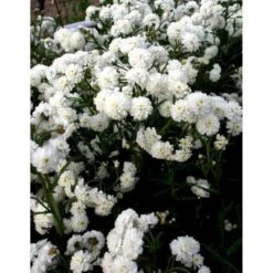 Nyserøllike Achillea Ptarmica 'Boule De Neige' 1 Liter Potte -Plantetorvet Butik mi119 achillea ptarmica boule de neige 3b51