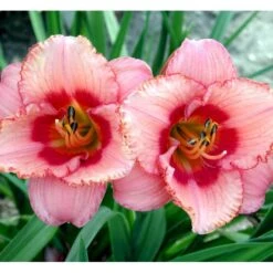 Daglilje 'Strawberry Candy' Hemerocallis 'Strawberry Candy' Potte 2 Liter.