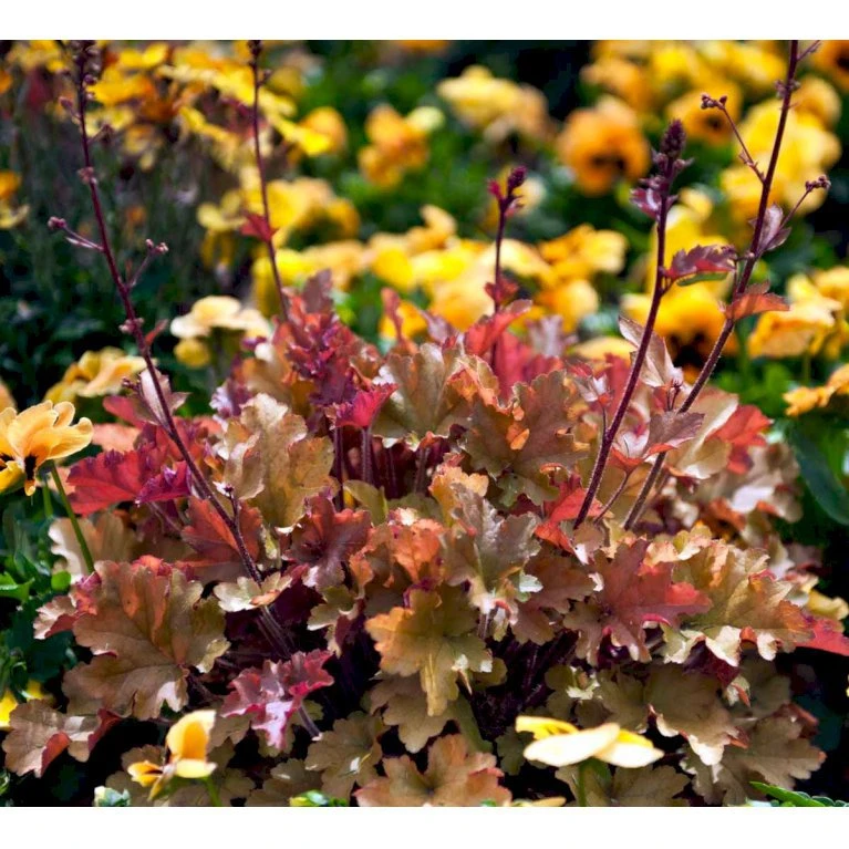 Alunrod 'Marmalade'® Heuchera H. 'Marmalade'® 1 liter potte Alunrod 'Marmalade'® Heuchera H. 'Marmalade'® 1 Liter Potte -Plantetorvet Butik mi12069 heuchera marmalade r 1de4