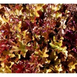 Alunrod 'Marmalade'® Heuchera H. 'Marmalade'® 1 Liter Potte 5 Alunrod 'Marmalade'® Heuchera H. 'Marmalade'® 1 Liter Potte -Plantetorvet Butik mi12069 heuchera marmalade r 2c79
