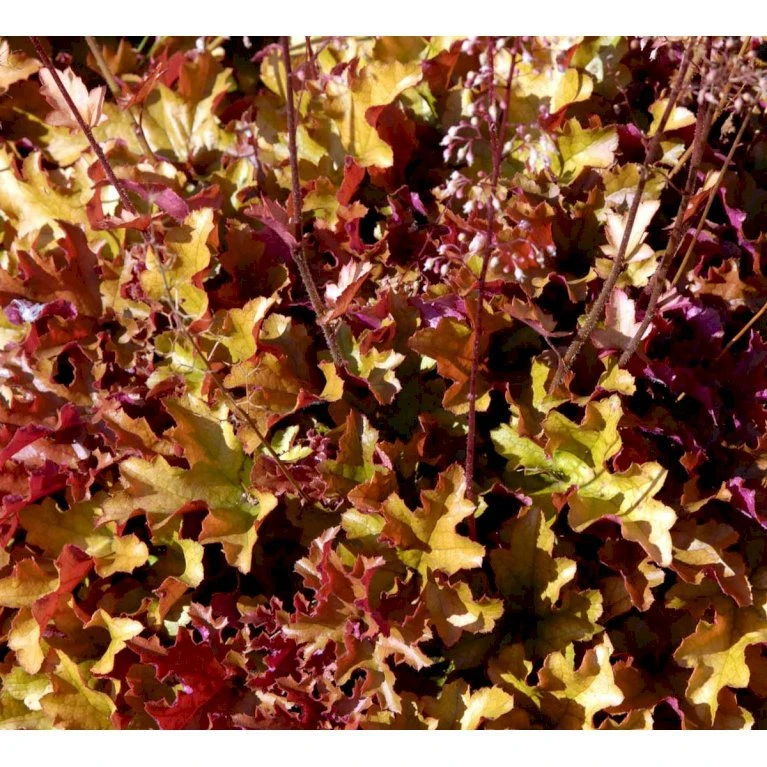 Alunrod 'Marmalade'® Heuchera H. 'Marmalade'® 1 liter potte Alunrod 'Marmalade'® Heuchera H. 'Marmalade'® 1 Liter Potte -Plantetorvet Butik mi12069 heuchera marmalade r 2c79