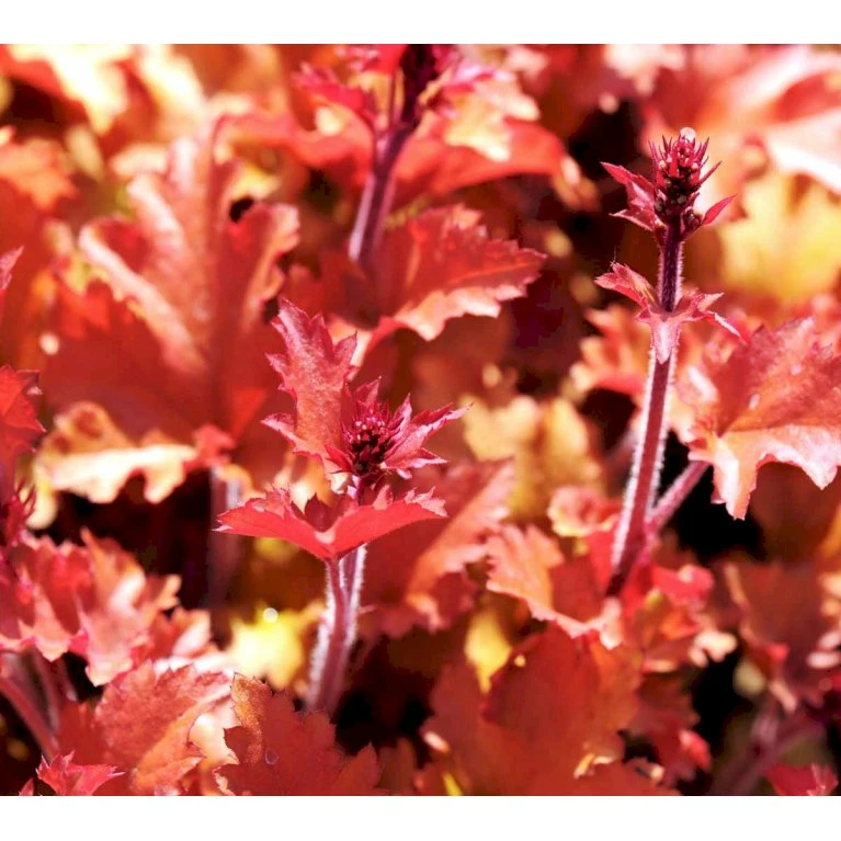 Alunrod 'Marmalade'® Heuchera H. 'Marmalade'® 1 liter potte Alunrod 'Marmalade'® Heuchera H. 'Marmalade'® 1 Liter Potte -Plantetorvet Butik mi12069 heuchera marmalade r e552