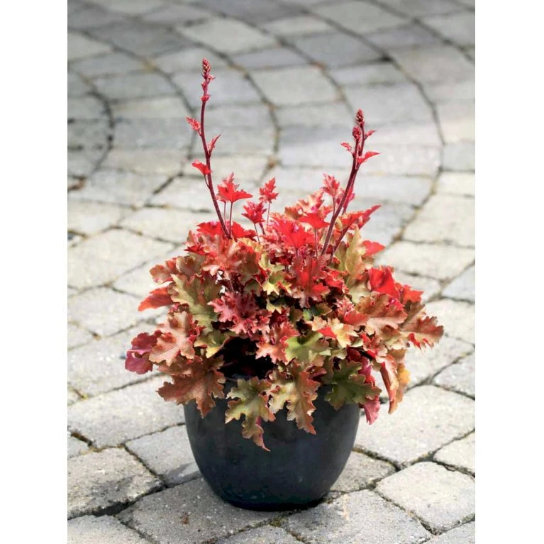 Alunrod 'Marmalade'® Heuchera H. 'Marmalade'® 1 liter potte Alunrod 'Marmalade'® Heuchera H. 'Marmalade'® 1 Liter Potte -Plantetorvet Butik mi12069 heuchera marmalade r f6e3
