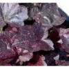 Alunrod 'Midnight Rose' Heuchera Hybrid 'Midnight Rose' 1 Liter Potte 2 Alunrod 'Midnight Rose' Heuchera Hybrid 'Midnight Rose' 1 Liter Potte -Plantetorvet Butik mi12073 heuchera midnight rose r c438