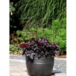 Alunrod 'Obsidian' Heuchera Hybrid 'Obsidian' 1 Liter Potte