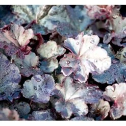 Alunrod 'Obsidian' Heuchera Hybrid 'Obsidian' 1 Liter Potte 4 Alunrod 'Obsidian' Heuchera Hybrid 'Obsidian' 1 Liter Potte -Plantetorvet Butik mi12076 heuchera obsidian 41cd
