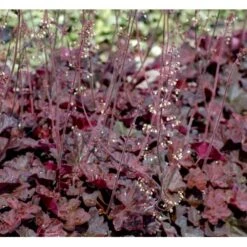 Alunrod 'Obsidian' Heuchera Hybrid 'Obsidian' 1 Liter Potte 5 Alunrod 'Obsidian' Heuchera Hybrid 'Obsidian' 1 Liter Potte -Plantetorvet Butik mi12076 heuchera obsidian 49cf
