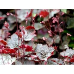 Alunrod 'Rachel' Heuchera Hybrid 'Rachel' 1 Liter Potte -Plantetorvet Butik mi12089 heuchera rachel 78e2