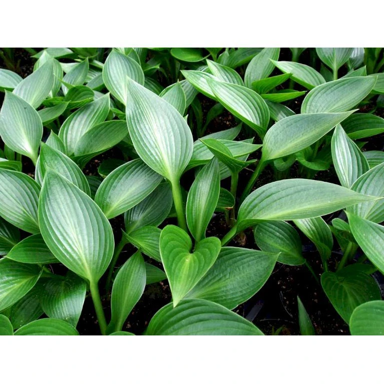Funkia 'Devon Green' Hosta Hybrid 'Devon Green' 1 liter potte Funkia 'Devon Green' Hosta Hybrid 'Devon Green' 1 Liter Potte -Plantetorvet Butik mi12142 hosta devon green 1fb7