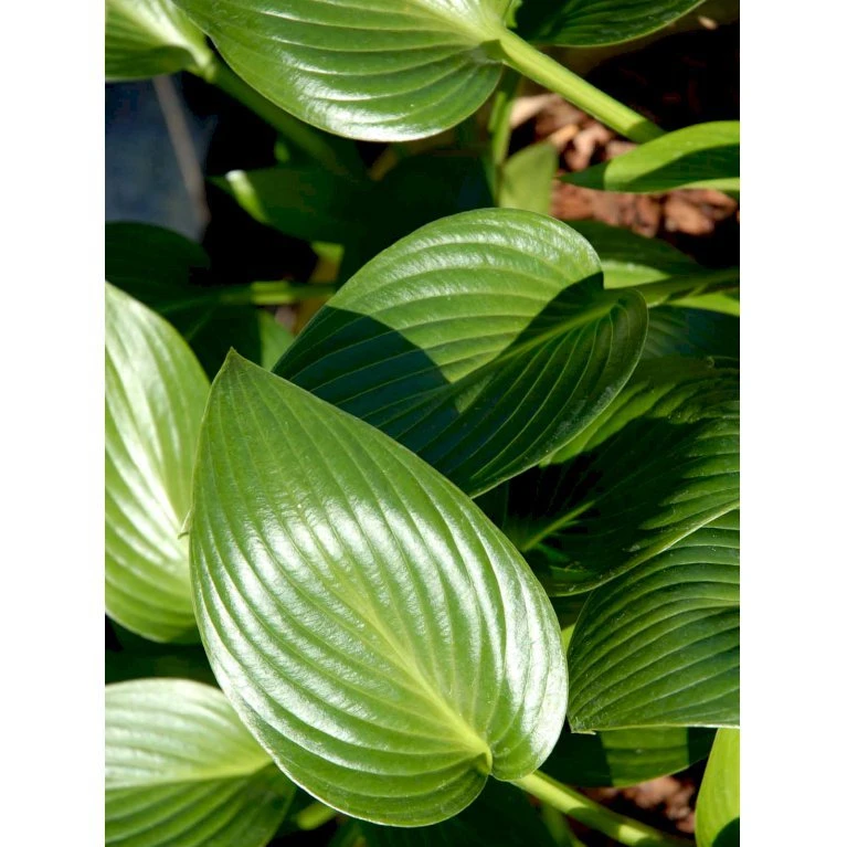 Funkia 'Devon Green' Hosta Hybrid 'Devon Green' 1 liter potte Funkia 'Devon Green' Hosta Hybrid 'Devon Green' 1 Liter Potte -Plantetorvet Butik mi12142 hosta devon green f28a