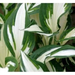 Funkia 'Fire And Ice' Hosta Hybrid 'Fire And Ice' Potte 2 Liter.
