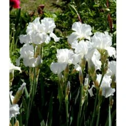 Haveiris 'Immortality' Iris Germanica 'Immortality' 1 Liter Potte -Plantetorvet Butik mi12336 iris immortality 97fa
