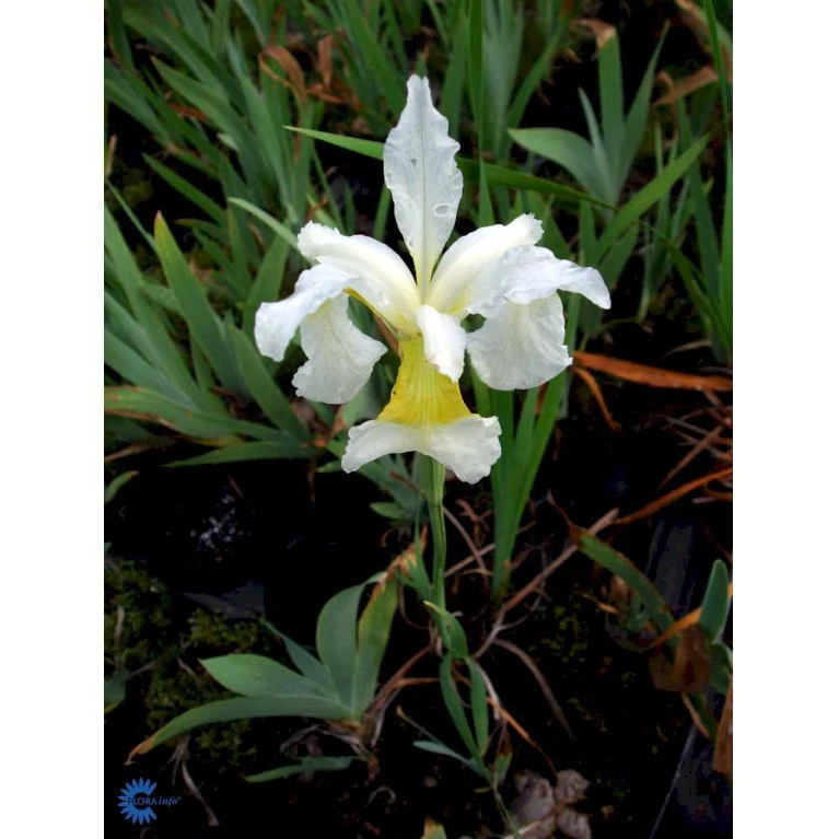 Dværgiris Iris 'Lilli White' 1 liter potte Dværgiris Iris 'Lilli White' 1 Liter Potte -Plantetorvet Butik mi12347 iris lilli white 68d0