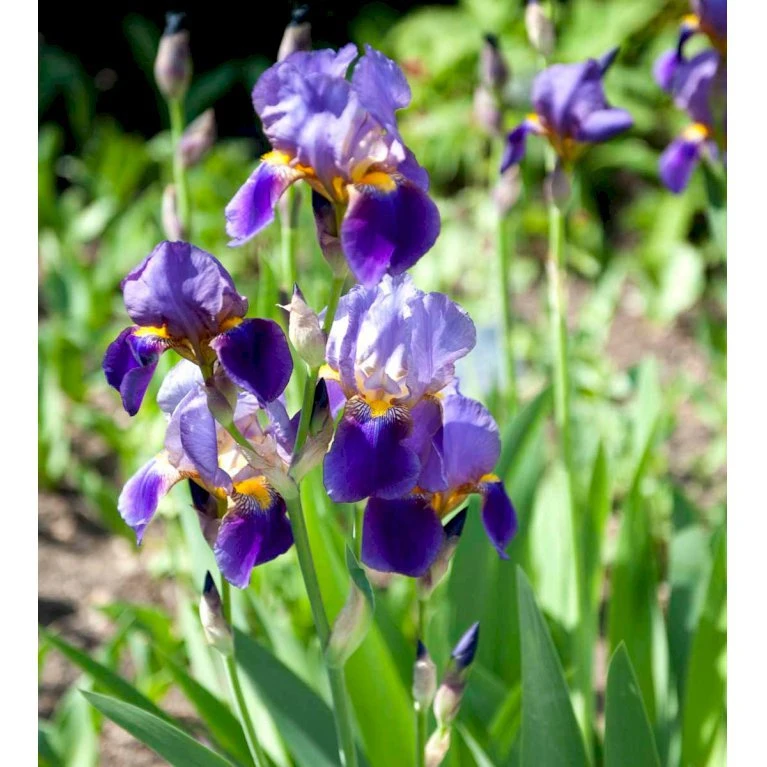 Haveiris 'Superstition' Iris Germanica 'Superstition' 1 liter potte Haveiris 'Superstition' Iris Germanica 'Superstition' 1 Liter Potte -Plantetorvet Butik mi12397 iris superstition 32fc