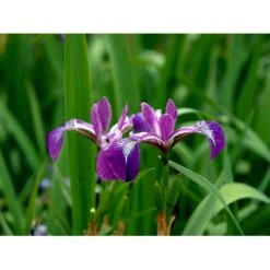 Iris Iris Versicolor 1 Liter Potte -Plantetorvet Butik mi12402 iris versicolor 6bc5