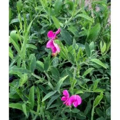 Flerårig Ærteblomst 'Rote Perle' ('Splendens') Lathyrus Latifolius 'rote Perle' ('Splendens') 1 Liter Potte