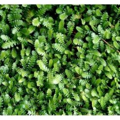 Trædebregne Minima Leptinella (cotula) Minima 10 Cm. Potte -Plantetorvet Butik mi12490 leptinella minima cotula minima 6c5a