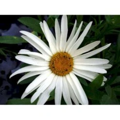 Kæmpemargarit 'Alaska' Leucanthemum Superba 'Alaska' 1 Liter Potte -Plantetorvet Butik mi12497 leucanthemum alaska 721b