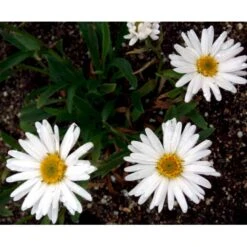Kæmpemargarit 'Alaska' Leucanthemum Superba 'Alaska' 1 Liter Potte