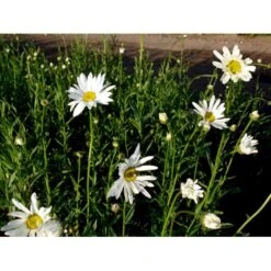 Kæmpemargarit 'Alaska' Leucanthemum Superba 'Alaska' 1 Liter Potte -Plantetorvet Butik mi12497 leucanthemum alaska ebce