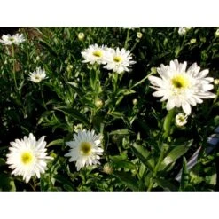 Kæmpemargerit 'Christine Hagemann' Leucanthemum Superbum 'Christine Hagemann' 1 Liter Potte 4 Kæmpemargerit 'Christine Hagemann' Leucanthemum Superbum 'Christine Hagemann' 1 Liter Potte -Plantetorvet Butik mi12500 leucanthemum christine hagemann 7af8