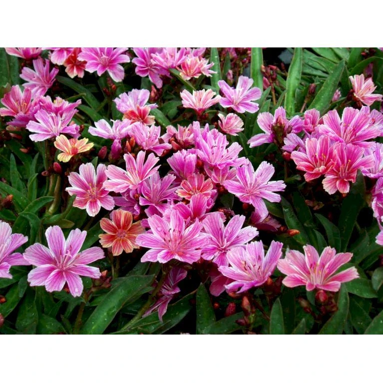 Lewisia 'Little Plum' Lewisia Longipetala 'Little Plum' 10 cm. potte Lewisia 'Little Plum' Lewisia Longipetala 'Little Plum' 10 Cm. Potte -Plantetorvet Butik mi12524 lewisia cotyledon little plum 5444
