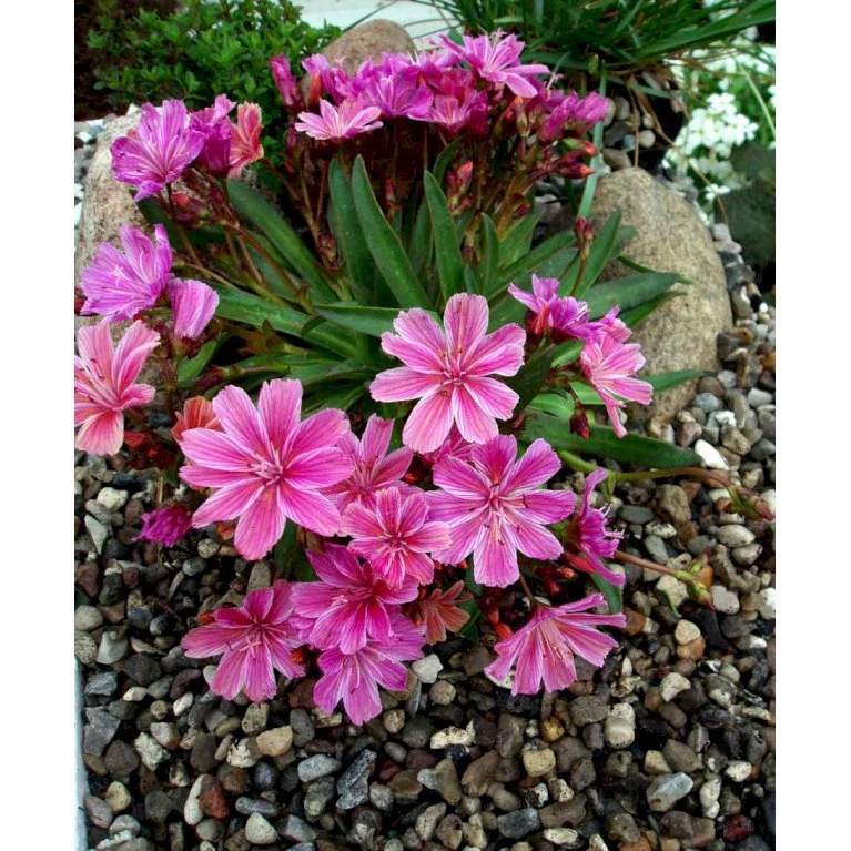 Lewisia 'Little Plum' Lewisia Longipetala 'Little Plum' 10 cm. potte Lewisia 'Little Plum' Lewisia Longipetala 'Little Plum' 10 Cm. Potte -Plantetorvet Butik mi12524 lewisia cotyledon little plum cfe5