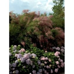 Hortensia 'Bouquet Rose' Hydrangea Macrophylla 'Bouquet Rose' 3,5 Liter Potte -Plantetorvet Butik mi1258 hydrangea macrophylla bouquet rose e652