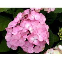 Japansk Hortensia 'Preziosa' Hydrangea Serrata 'Preziosa' 3,5 Liter Potte
