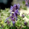 Almindelig Katteurt Nepeta Cataria Ssp. Citriodora 1 Liter Potte 2 Almindelig Katteurt Nepeta Cataria Ssp. Citriodora 1 Liter Potte -Plantetorvet Butik mi12805 nepeta cataria ssp citriodora 22db