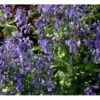Sibirisk Blåkant Nepeta Sibirica 1 Liter Potte -Plantetorvet Butik mi12818 nepeta sibirica 0740