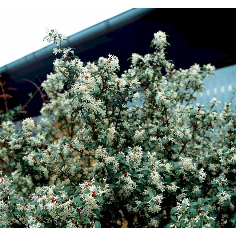 Stenved Osmanthus Burkwoodi Potte 3,5 liter 20-30 cm. Stenved Osmanthus Burkwoodi Potte 3,5 Liter 20-30 Cm. -Plantetorvet Butik mi12877 osmanthus x burkwoodii df20