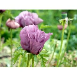 Kæmpevalmue 'Patty's Plum' Papaver 'Patty's Plum' 2 Liter Potte 6 Kæmpevalmue 'Patty's Plum' Papaver 'Patty's Plum' 2 Liter Potte -Plantetorvet Butik mi13012 papaver orientale patty s plum a6c3