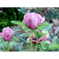 Kæmpevalmue 'Patty's Plum' Papaver 'Patty's Plum' 2 Liter Potte 5 Kæmpevalmue 'Patty's Plum' Papaver 'Patty's Plum' 2 Liter Potte -Plantetorvet Butik mi13012 papaver orientale patty s plum c449