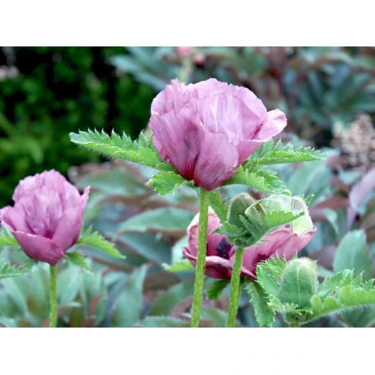 Kæmpevalmue 'Patty's Plum' Papaver 'Patty's Plum' 2 Liter potte Kæmpevalmue 'Patty's Plum' Papaver 'Patty's Plum' 2 Liter Potte -Plantetorvet Butik mi13012 papaver orientale patty s plum c449