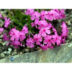 Pudefloks Phlox Douglasii 'daniel'S Cushion' 10 Cm. Potte