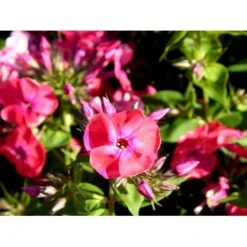 Høstfloks Phlox Paniculata 'Coral Flame' 1 Liter Potte -Plantetorvet Butik mi13175 phlox paniculata coral flame 67d1