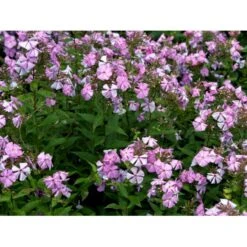 Høstfloks 'Amethyst' Phlox Paniculata 'Amethyst' Bakke Med 12 Stk. -Plantetorvet Butik mi13195 phlox paniculata lyslilla 22b2